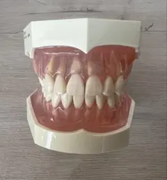 歯牙模型　3種類　別売り可 2025年最新】歯牙模型の人気アイテム - メルカリ