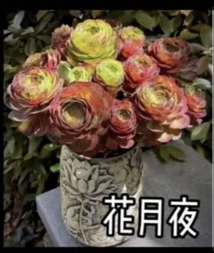 多肉植物アエオニウム錦❤️グリーンファイアー錦碧火❤️ ❤️状態図❤️ 多肉植物アエオニウム錦❤️グリーンファイアー錦碧火❤️ ❤️状態図