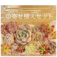 ①寄せ植えセット　カット苗詰め合わせ　多肉植物　エケベリア　セダム