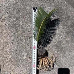 2026年最新】ソテツの葉の人気アイテム - メルカリ