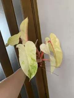 キンジョウ様 リクエスト 2点 まとめ商品