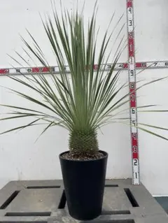 選抜品種】 幹極太 ユッカ ロストラータ 9号 陶器鉢 植え込み発送