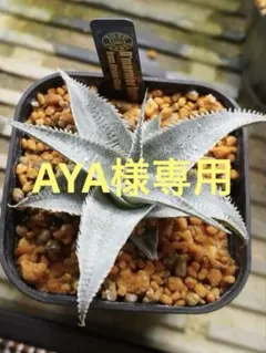 AYA様専用商品