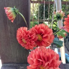 kobon/•᷅‎‎•᷄\୭様 リクエスト 3点 まとめ商品