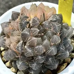 し*う様 ブラックオブツーサ錦群生　糊斑　超美株　ハオルチア　観葉植物　1