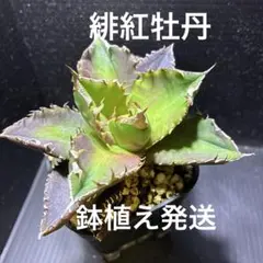 twyn様 リクエスト 4点 まとめ商品