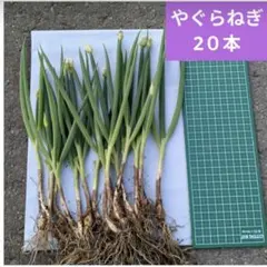 農家直送】期間限定やぐらねぎ無農薬、増えるネギ、自然栽培、家庭菜園