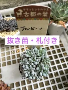 古都の葉さん 命名株 3種セット メルカリ便 札付き・抜き苗 2026年最新】古都葉苗の人気アイテム - メルカリ