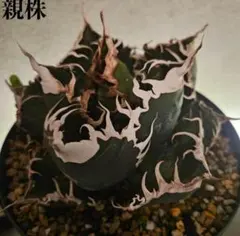 TENDOBOTANICAL 痛丸 アガ丸 アガベソフビ - メルカリ