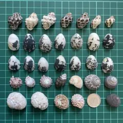 No.45 貝殻 巻貝 ヤドカリ 宿替え 工作 ハンドメイド素材