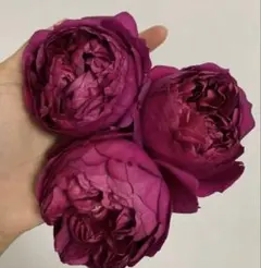 バラ苗 鉢植え　挿し木　レア品種のサムネイル
