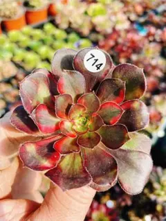 ゆ*マ様 714 七彩虹 多肉植物 アエオニウム カット苗