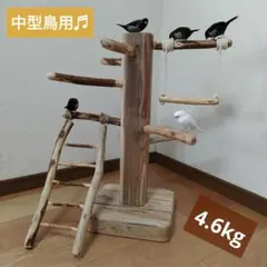 【中型鳥用】くねくねバードスタンド 2025年最新】#中型鳥用バードスタンドの人気アイテム - メルカリ