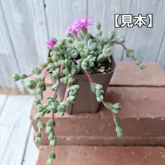 ゆず‥ё様 リクエスト 2点 まとめ商品