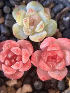 り*ら様 現品　新作　多肉植物　エケベリア　小苗　3株　5cm鉢