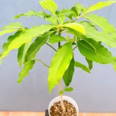 ちょぼる様 リクエスト 2点 まとめ商品