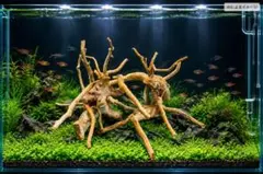 【早い者勝ち一点物　枝分岐】ADA ブランチウッド6本セット 水槽レイアウト