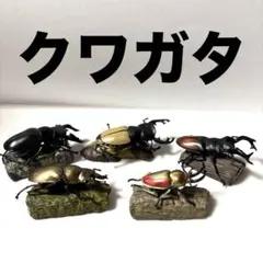 カブトムシ