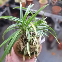 2026年最新】風蘭の人気アイテム - メルカリ