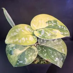 2026年最新】スキンダプサスの人気アイテム - メルカリ