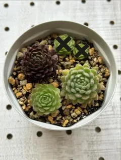 ロスラリア　多肉植物　アトミー　プラティフィラ　クリサンタ　抜き苗　メルカリ便