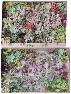 多肉植物　詰め合わせ　エケベリア　セダム ピンクプリティ センベル 子持ち蓮華