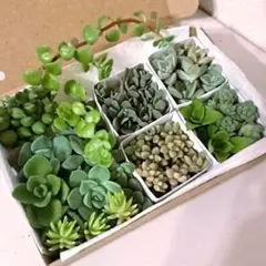 多肉植物　カット苗詰め合わせ　姫秋麗　子持ち蓮華　プロリフィカ　多肉弁当⑧のサムネイル