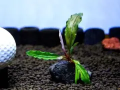 ブセファランドラ『レインボー・センチピード』【半水中葉】溶岩石活着株