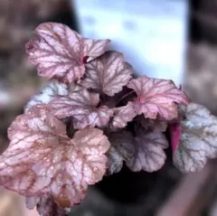 とらちゃん様 リクエスト 2点 まとめ商品