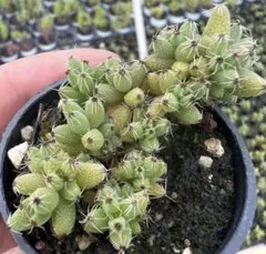 1ポット辺り250円 ペトロセダム ルペストレ ブルースプルース 9cm 