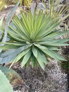 2026年最新】ユッカ グロリオサの人気アイテム - メルカリ