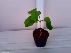 オオデマリの挿し木苗1本のサムネイル
