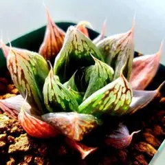 チ*ー様 多肉植物 ハオルチア 火炎錦 鮮明錦 極上斑 - メルカリ