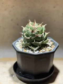 2026年最新】清櫻の人気アイテム - メルカリ