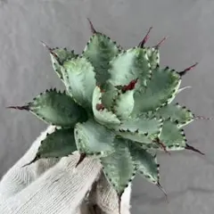 Lj_plants】Z691アガベ ホリダ horrida 極上強棘 - メルカリ