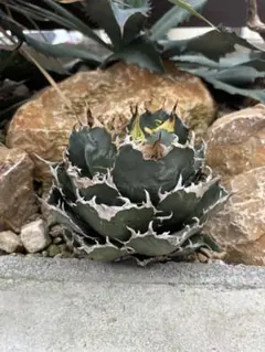 アガベ チタノタ HP031 ブツブツ 青白葉 heart plants 麻花龍 - メルカリ