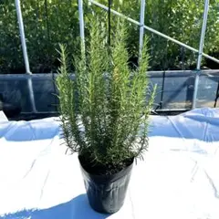 ざわわ★様 リクエスト 4点 まとめ商品