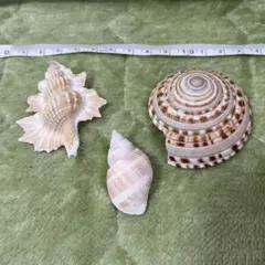 2026年最新】貝類標本の人気アイテム - メルカリ