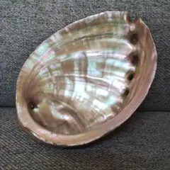 鮑　アワビ　貝殻
