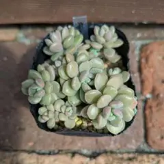 桜のしずく⑤　多肉植物