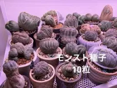 2026年最新】オベサ 綴化の人気アイテム - メルカリ
