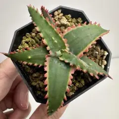 アロエハイブリッド Aloe Hybrid A_078 - メルカリ