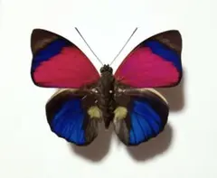 2026年最新】昆虫標本の人気アイテム - メルカリ