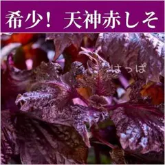 【増量中】 ☆希少☆香りバツグン！天神赤しそ 100粒前後 紫蘇のサムネイル