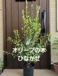 ☆珍しい植物/ディーンツリー・パイン・ブラウンシュガー/クリスマスツリーにも☆ ☆珍しい植物/ディーンツリー・パイン・ブラウンシュガー/クリスマス