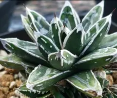 2025年最新】アガベ姫笹の雪の人気アイテム - メルカリ