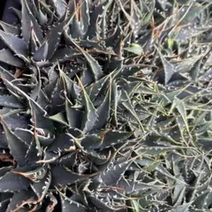 ユタエンシス エボリスピナ 現地株 陽炎 セット 発根済み Amazon.co.jp: アガベ ユタエンシス エボリスピナ 陽炎 美株 発