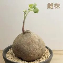 ステファニア エレクタ　 (雌株) Stephania Erecta