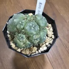 2025年最新】ロホホラの人気アイテム - メルカリ