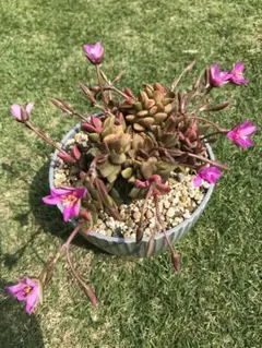 よっしー様 リクエスト 2点 まとめ商品